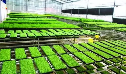 工廠化育秧引領農業新變革 成本銳減60%，引爆機械化升級浪潮